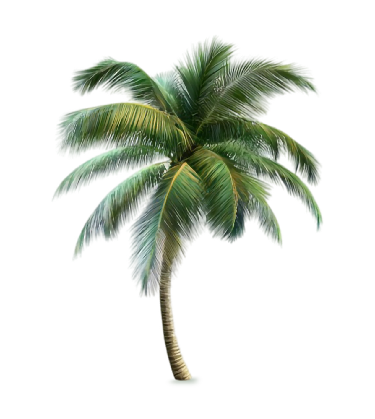PalmTree